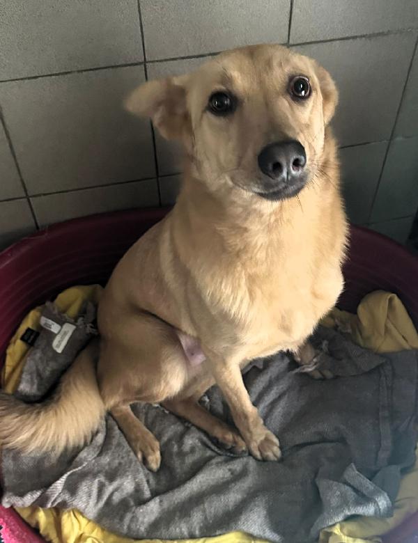 Manuel Dolce E Timido